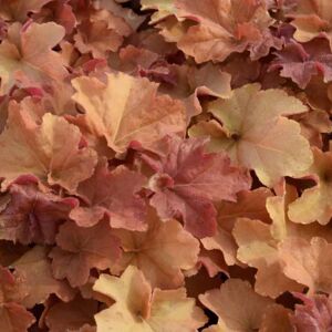 Heuchera 'Caramel'PBR ---